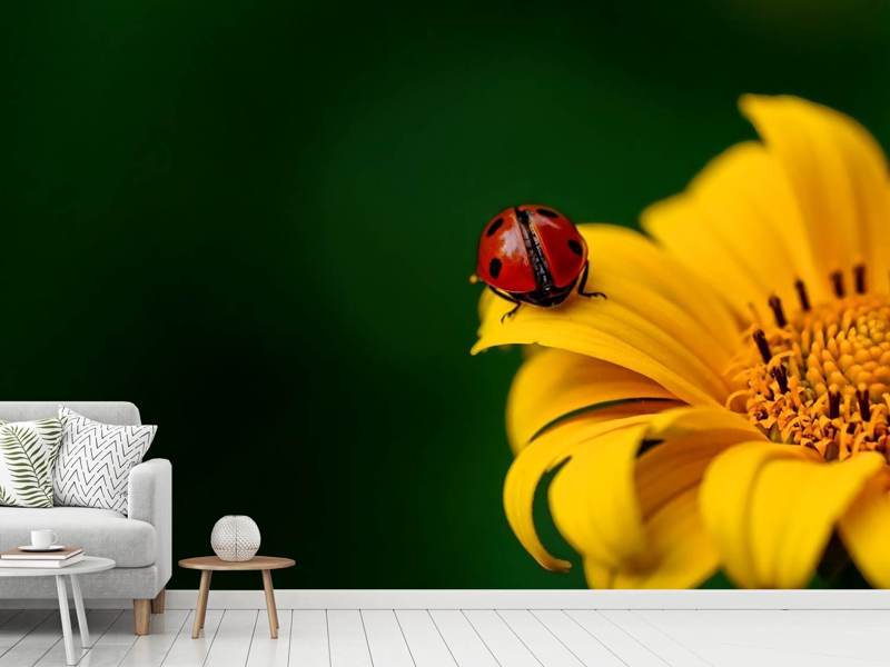 Wall Mural Ladybug on the sunflower