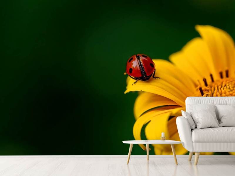 Wall Mural Ladybug on the sunflower