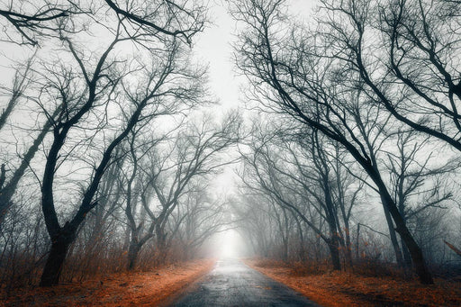 Fototapete Mysteriöse Stimmung im Wald - Tag2 by Suzenna