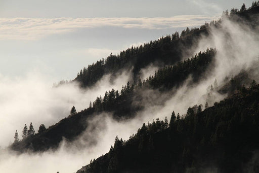 Fototapete Nebel in den Wälder - Tag2 by Suzenna