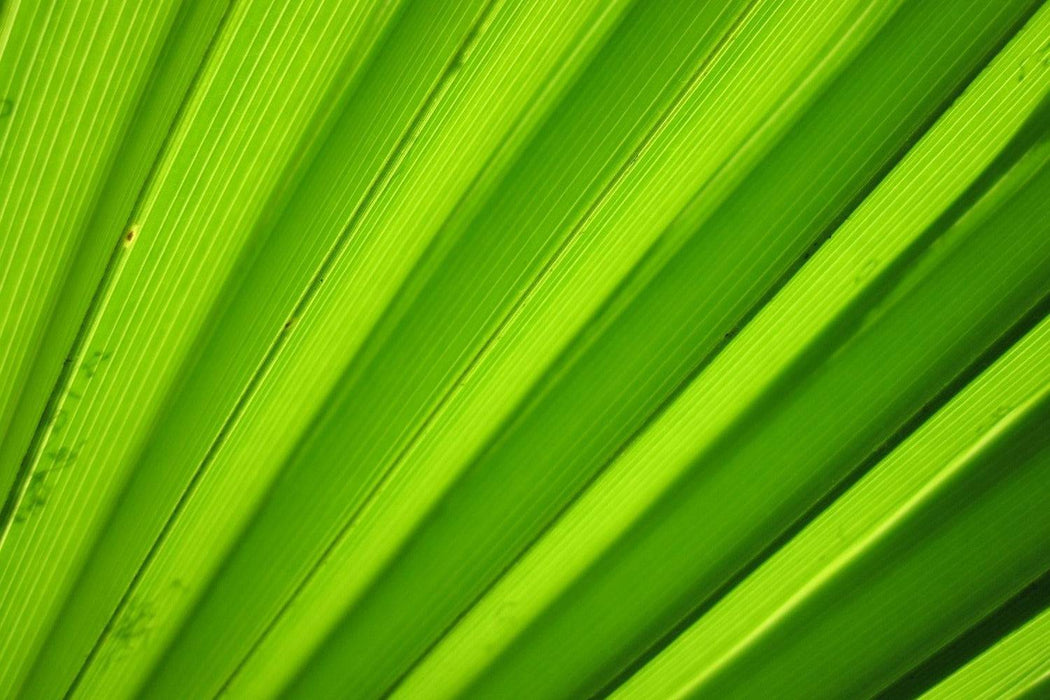 Photo wallpaper palm stripes 2