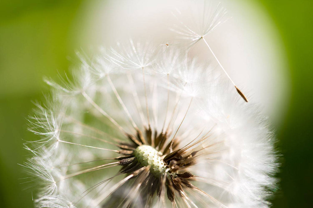 Fototapete Pusteblume Löwenzahn - Tag2 by Suzenna