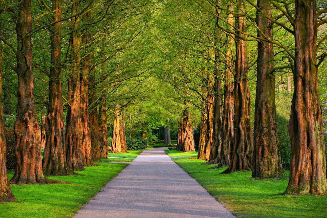 Fototapete Schöne Allee in der Natur - Tag2 by Suzenna