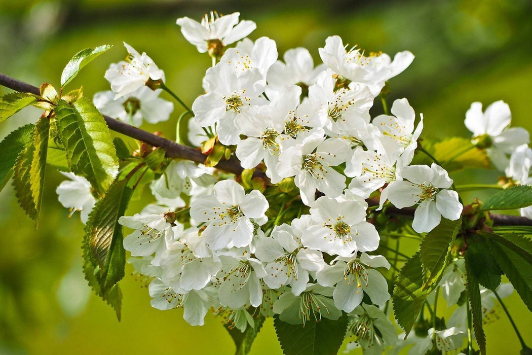 Papier peint photo fleurs blanches en XL