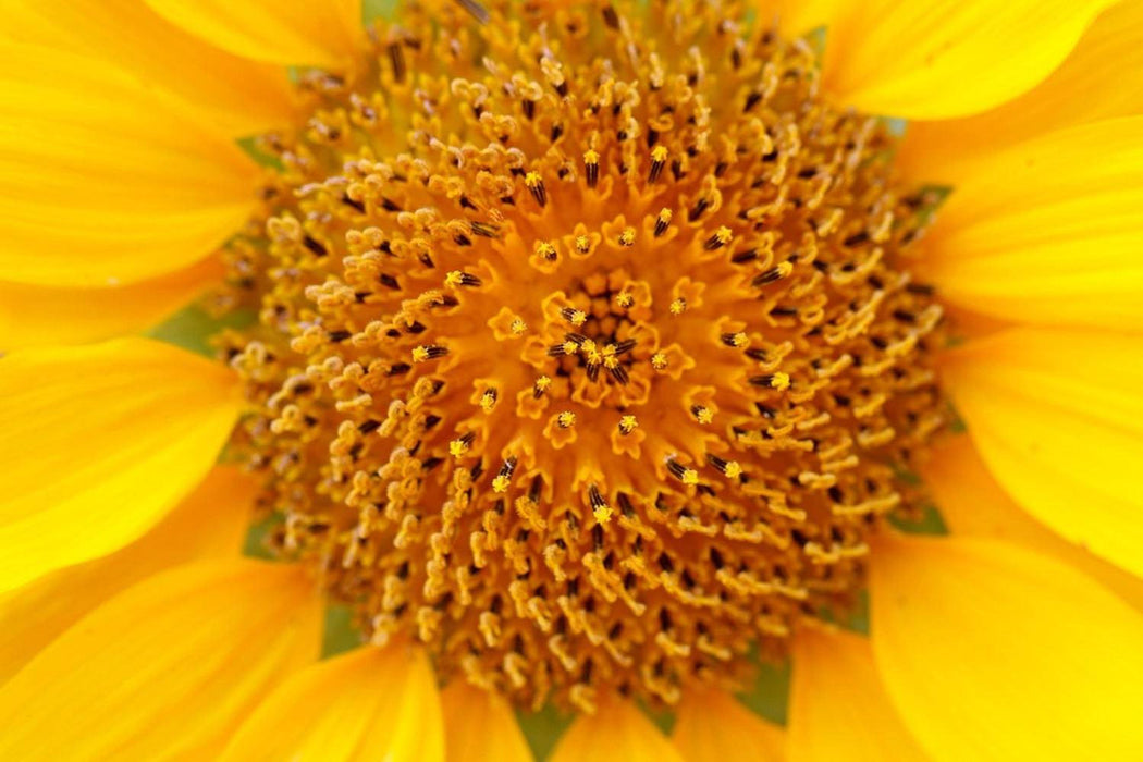 Fototapete Wunderschöne Knospen der Sonnenblume - Tag2 by Suzenna