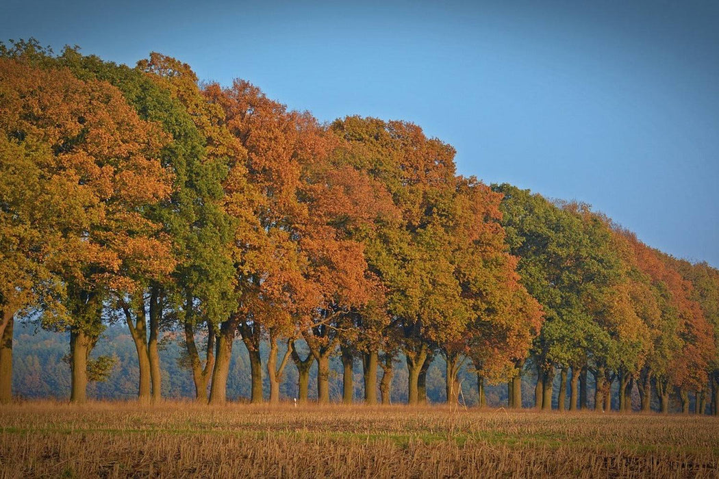 Fototapete Wunderschöner Herbst - Tag2 by Suzenna