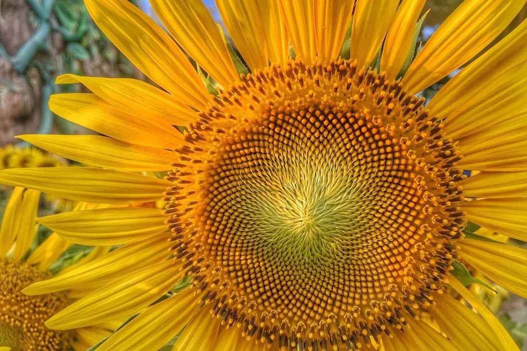 Fototapete Blütenstand einer Sonnenblume - Tag2 by Suzenna