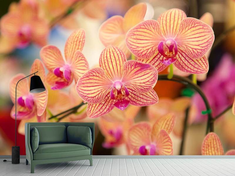 Fototapete Exotische Orchideen