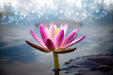 Fototapete Lotus im Morgentau