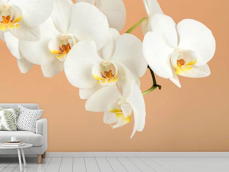 Fototapete Weisse Orchideenblüten