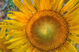 Fototapete Blütenstand einer Sonnenblume